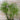 Papyrus Ornamental Grass - Flowers