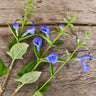 Patio Deep Blue Salvia - Flowers