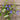 Patio Deep Blue Salvia - Flowers