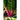Peppermint Swiss Chard (60 Days) - Vegetables
