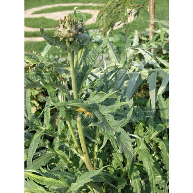 Cardoon Greens (100 Days) - Vegetables