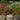 Profusion Mix Zinnia - Flowers