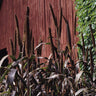 Purple Majesty Ornamental Millet - Flowers