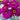 Purple Prince Zinnia - Flowers