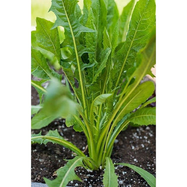 Radichetta Chicory (Heirloom 52 Days) - Vegetables