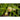 Ronde De Nice Summer Squash (Heirloom 50 Days) - Vegetables