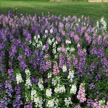 Serena Mix Angelonia - Flowers