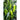 Shishito Pepper (Organic 60 Days) - Vegetables