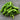 Shishito Pepper (Organic 60 Days) - Vegetables