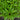 Siam Queen Thai Basil - Herbs