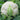 Skywalker Cauliflower (F1 Hybrid 80 Days Organic) - Vegetables