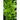 Sorrel Greens (48 Days) - Vegetables