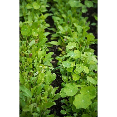 Spicy Italian Greens Mix (1oz) - Vegetables