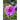 Hollyhock - Summer Carnival - Flowers