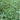 Summer Savory - Herbs