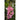 Snapdragon - Tall Deluxe Mixture - Flowers