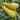 Tempest Summer Squash (F1 Hybrid 54 Days Organic) - Vegetables
