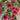 Tidal Wave Red Velour Petunia - Flowers