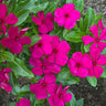 Titan Burgundy Vinca