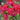 Titan Really Red Vinca