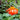 Torch Tithonia - Flowers