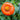 Torch Tithonia - Flowers