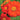 Torch Tithonia - Flowers