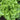 Tropicana Lettuce (52 Days)