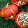 Turks Turban Gourd (100 Days) - Vegetables