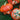 Turks Turban Gourd (100 Days) - Vegetables