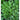 Upland Cress (40 Days) - Vegetables