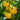 Wapsipinicon Peach Tomato (78 Days) - Vegetables