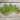 Wasabina Mustard (45 Days)
