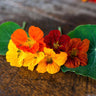 Whirlybird Choice Mix - Flowers
