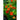 Nasturtium - Whirlybird Choice Mix - Flowers