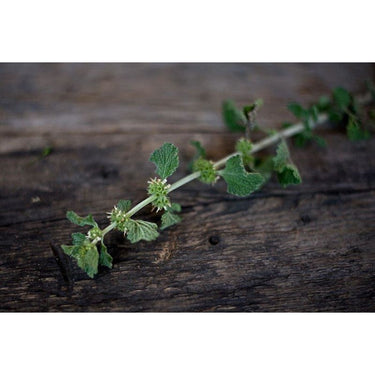 White Horehound - Herbs