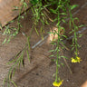 White Mustard - Herbs