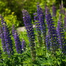 Wild Lupine Mix - Flowers