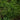 Winter Savory - Herbs