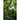 Yard Long Bean (90 Days Heirloom) - Vegetables