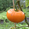 Yellow Brandywine Tomato (80 Days) - Vegetables