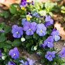 Yesterday Today and Tomorrow Viola - Flowers